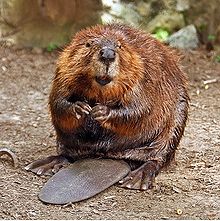 beaver