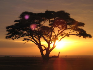 Acacia_tree_on_a_sunrise_safari_at_the_Serengeti_National_Park,_Tanzania