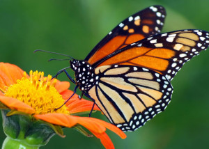 SS-monarch-butterfly-560x4001