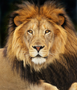 Power Animal of the Week – LION